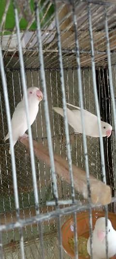 Albino Red DNA Pair Breedr