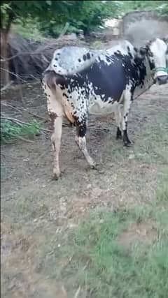 dasi cow and fatajangi baby for sale