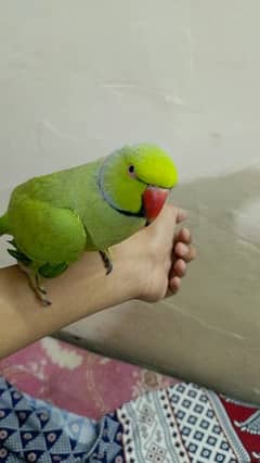 khata parrot hand time