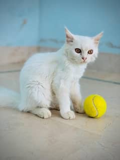 Double coated persian Female Cat