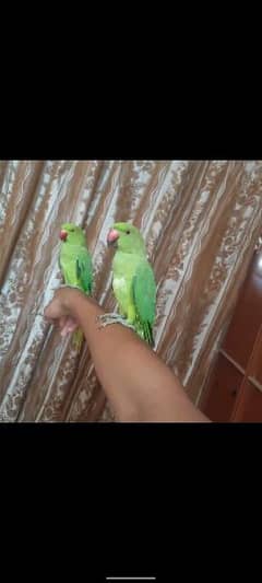 ringneck pair hand Tam