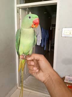 kashmiri raw parrot