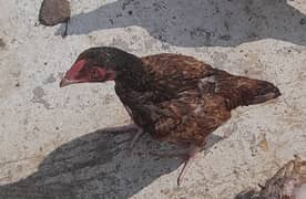 Asli Aseel Mianwali 4 Homebreeded chickens