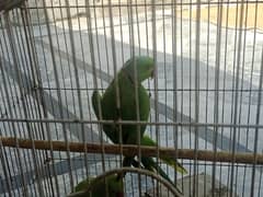 green parrot