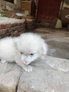 Pomeranian puppy