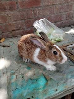 Rabbits for Sale – 2 Males, 1 Female (White & Brown)