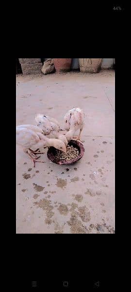Hens for sale sb sale out krne hai