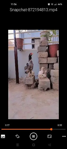 Hens for sale sb sale out krne hai — photo 2