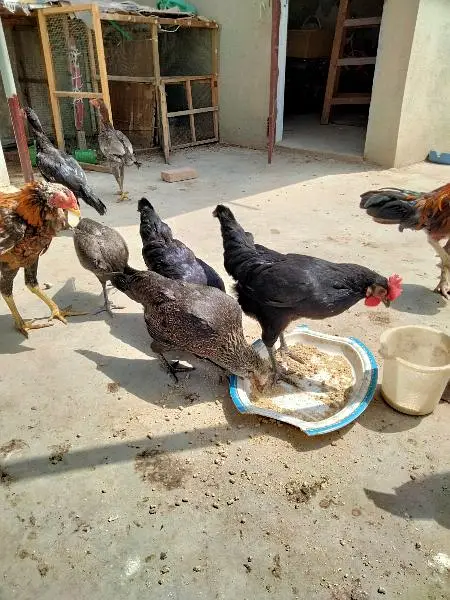 Hens for sale sb sale out krne hai — photo 3