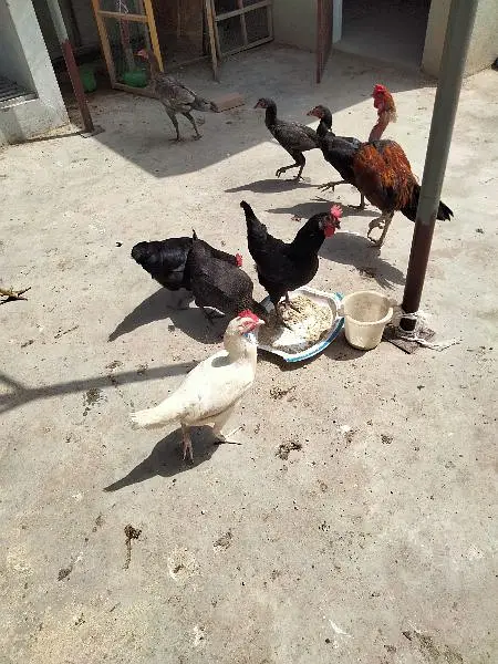 Hens for sale sb sale out krne hai — photo 4