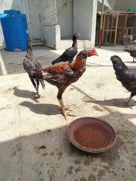 Hens for sale sb sale out krne hai — photo 5