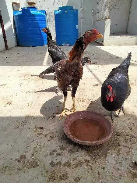 Hens for sale sb sale out krne hai — photo 6