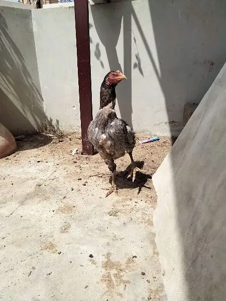 Hens for sale sb sale out krne hai — photo 7