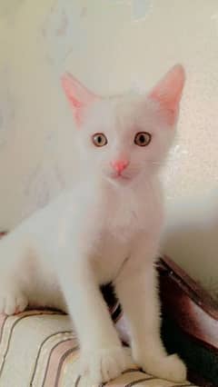 persian triple coat pure white kitten