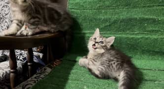 Tabby Persian kittens Available 0