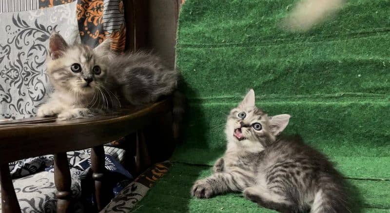 Tabby Persian kittens Available 1