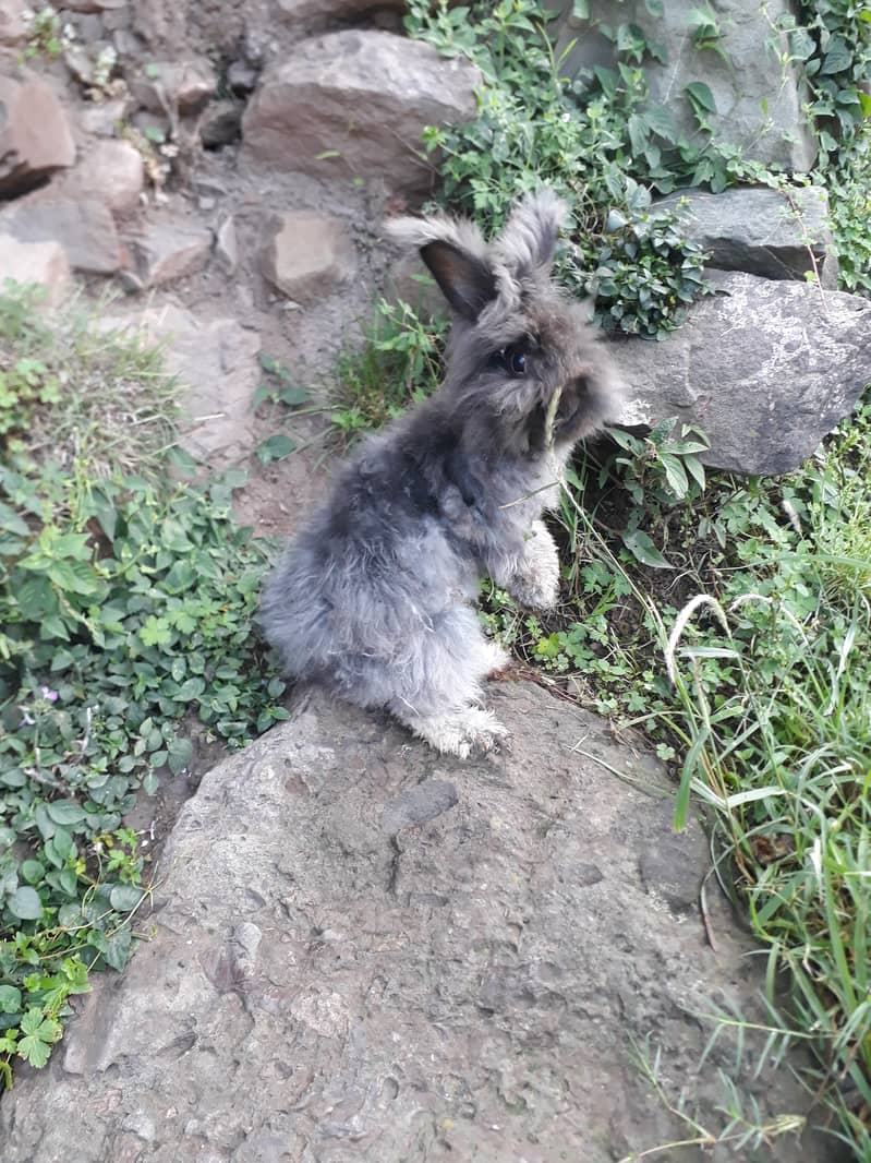 English angora male and female for sale 2