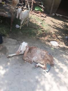 ik makhi chni  or dusri desi  betl for sale in sargodha jhaal chakiyan