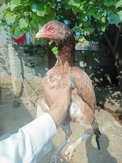 high quality lakhi hen