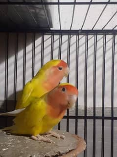 common lutino lovebird 0