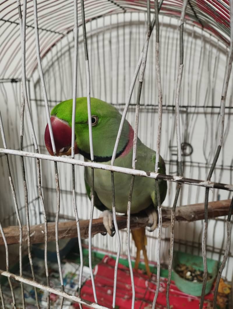 Kashmiri Pahari parrot with cage 0