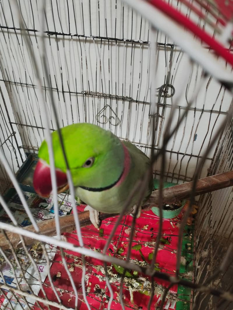 Kashmiri Pahari parrot with cage 1