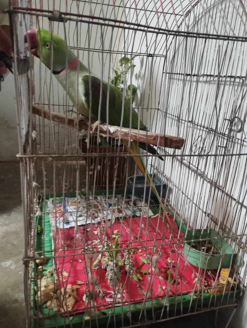 Kashmiri Pahari parrot with cage 2