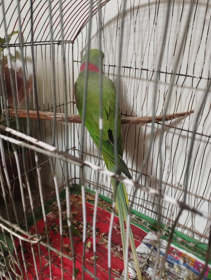 Kashmiri Pahari parrot with cage 3