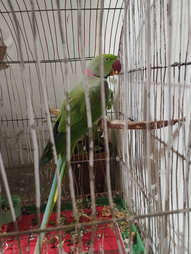 Kashmiri Pahari parrot with cage 4