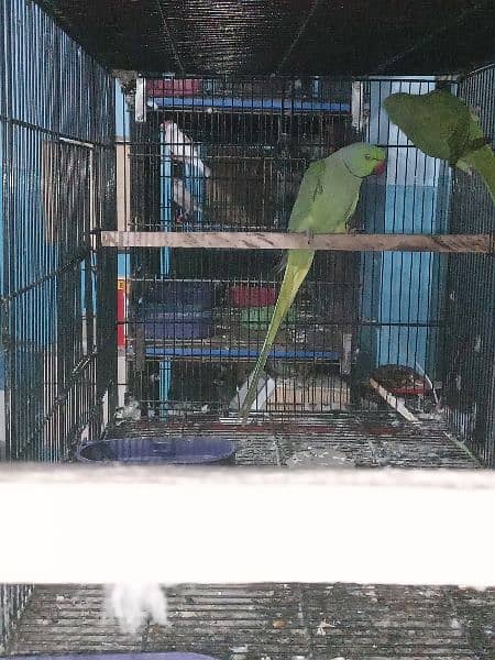 Ringneck Breeder pair 1