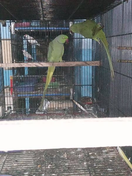 Ringneck Breeder pair 2