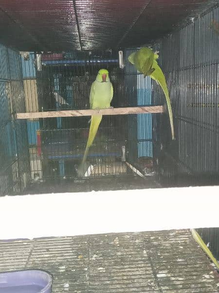 Ringneck Breeder pair 3