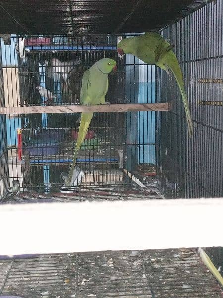 Ringneck Breeder pair 4