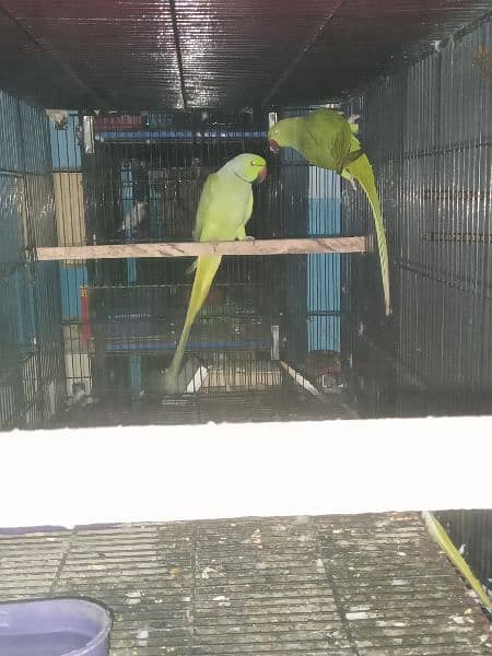 Ringneck Breeder pair 5