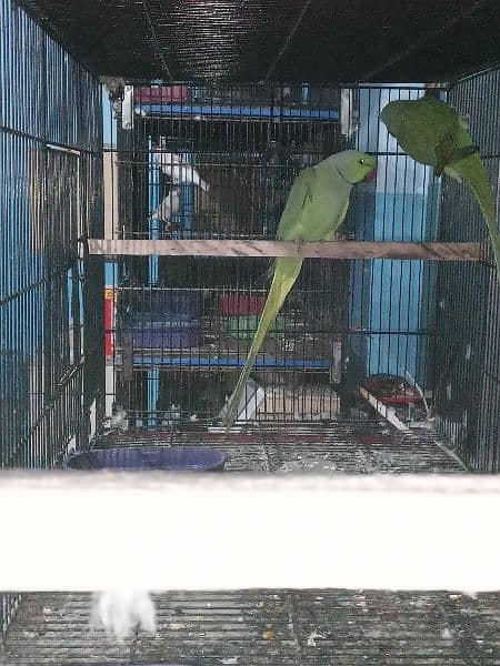 Ringneck Breeder pair 6