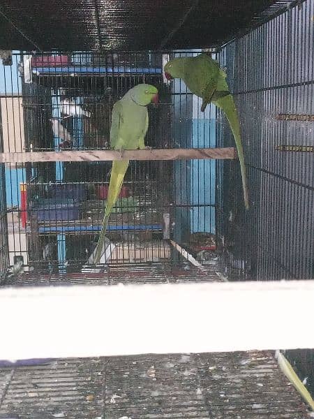 Ringneck Breeder pair 7