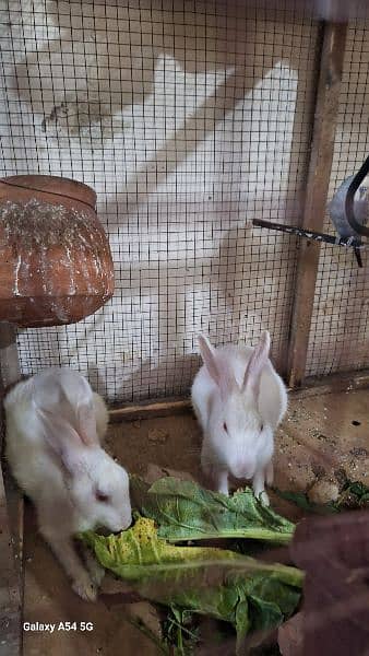 pair of red eyes rabbit 1