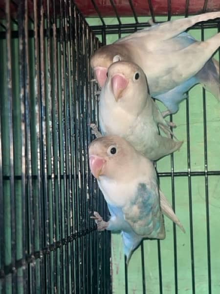 Parrots for sale Sun conure,Lovebirds,Common Latino ,Violet, etc 3