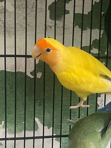 Parrots for sale Sun conure,Lovebirds,Common Latino ,Violet, etc 10