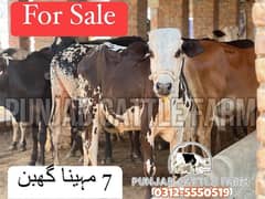 Premium Fatehjhangi Cow for Sale – Excellent Quality and Health
                                title=