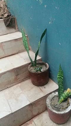 money plant,alover plants, snake plants,sada bhar 500 to 5000