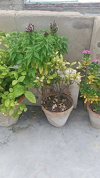 money plant,alover plants, snake plants,sada bhar 500 to 5000 3