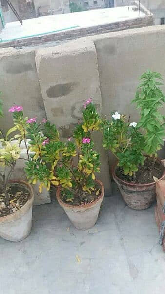 money plant,alover plants, snake plants,sada bhar 500 to 5000 4