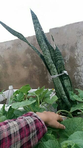 money plant,alover plants, snake plants,sada bhar 500 to 5000 8