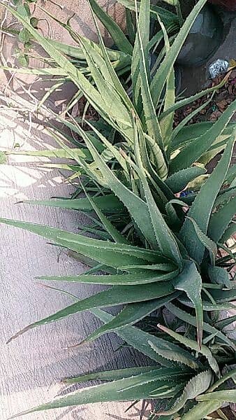 money plant,alover plants, snake plants,sada bhar 500 to 5000 11