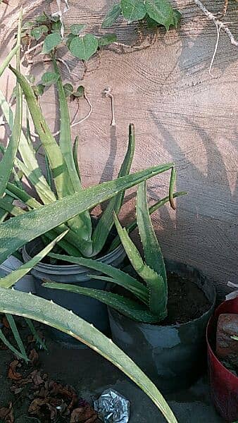 money plant,alover plants, snake plants,sada bhar 500 to 5000 12