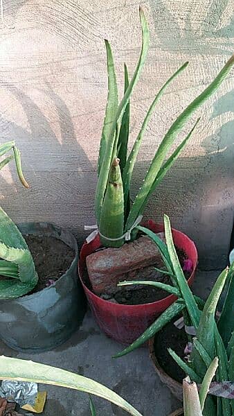 money plant,alover plants, snake plants,sada bhar 500 to 5000 13