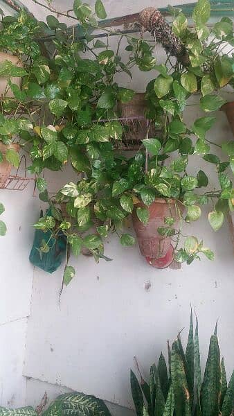 money plant,alover plants, snake plants,sada bhar 500 to 5000 17