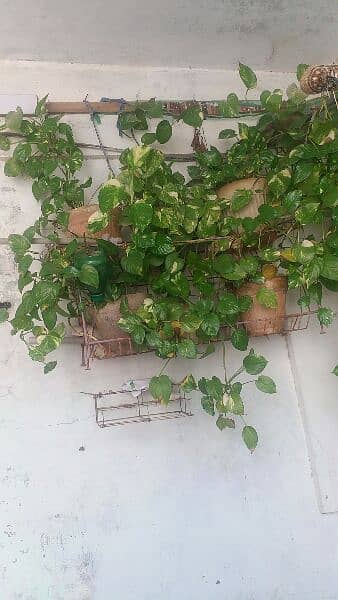 money plant,alover plants, snake plants,sada bhar 500 to 5000 18