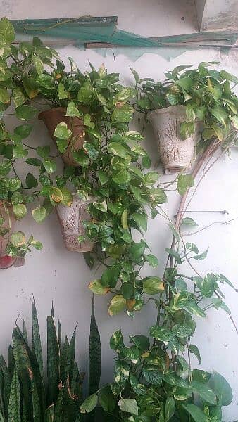 money plant,alover plants, snake plants,sada bhar 500 to 5000 19